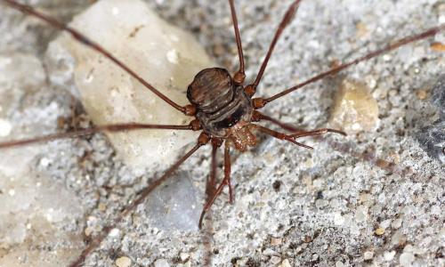 Réf. 192 020 : Dicranopalpus ramosus